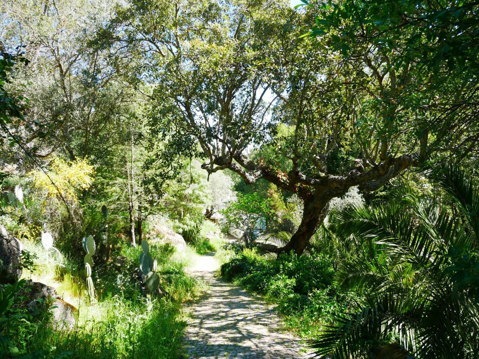 Serra Vida - A Place Of Presence Santo António das Areias Eksteriør billede
